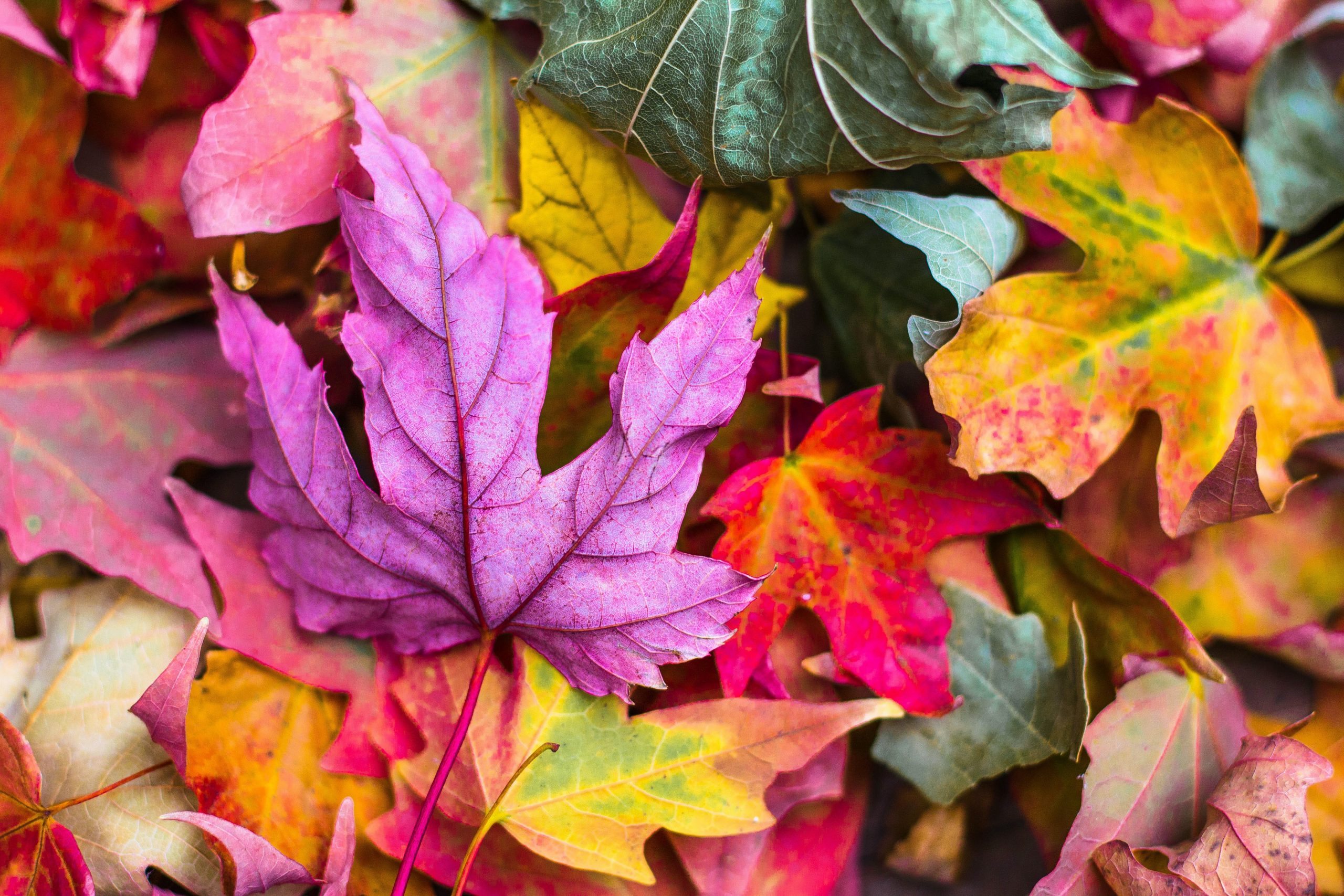 Autumn Reset